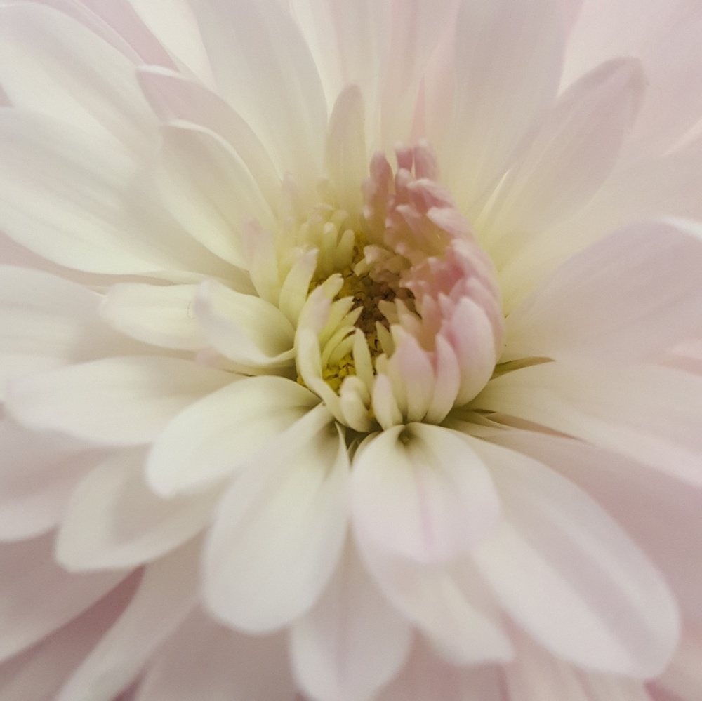 Meet your Posher, Tabatha